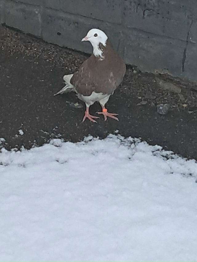 В п. Угловка, в Окуловском районе, в районе ж/д вокзала п...