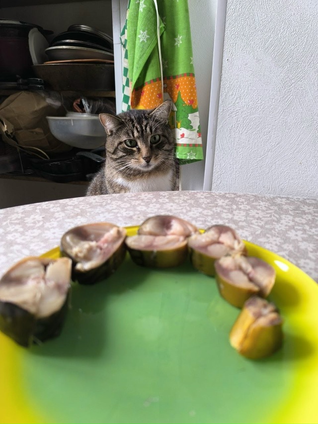 #Мотя хочет рыбку
Однажды будет пост про то как он полу?...