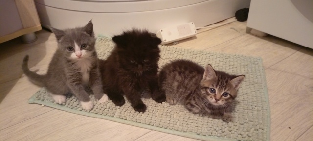 Пост для ваших животных в комменты отдам приму нашли п?...