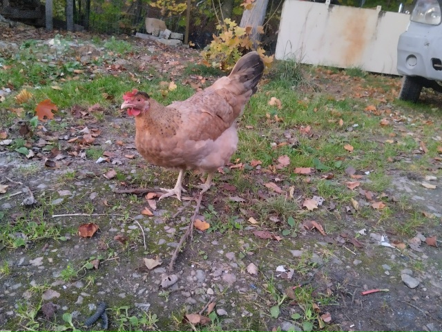 Всем доброго времени суток!
Эту курочку зовут Клюква. ?...