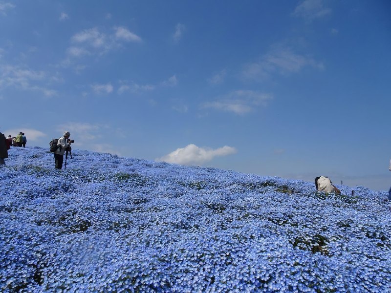 В Японии сейчас цветёт не только сакура — стартовал сезон голубой немофилы
В Hitachi Seaside Park в