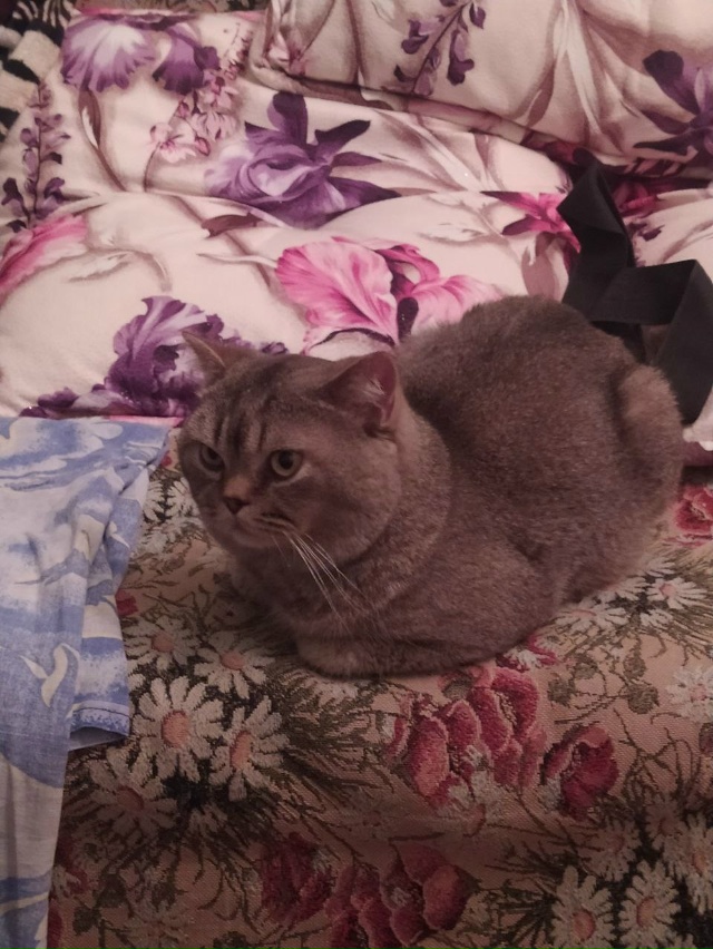 Найден кот, судя по всему был выброшен, ищу новых хозяе?...