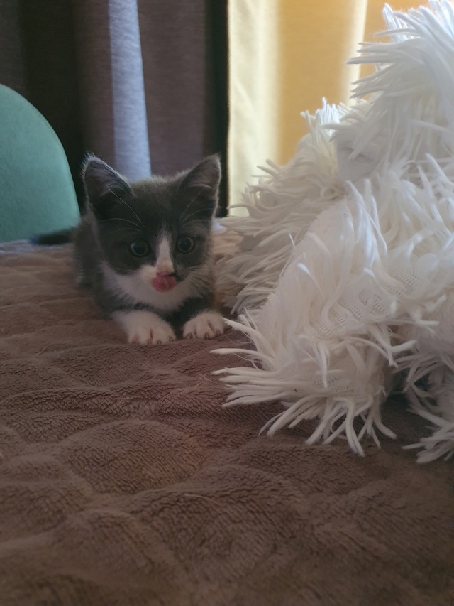 Котейка ищет дом в Можайске🐱🐈
Малыш спасён с улицы, п...