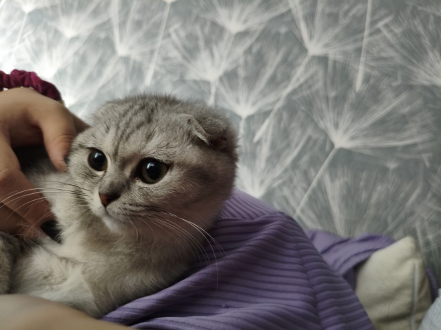 Потерялась кошка Стеша (отзывается на это имя) в районе...