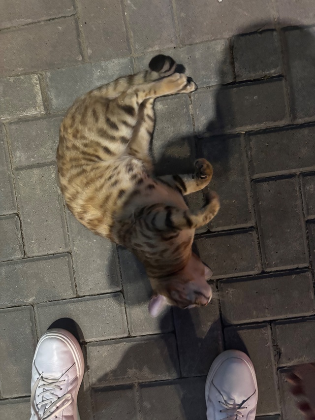Около Лукойла бегает кот,ласковый!
Похож на Бенгальско...