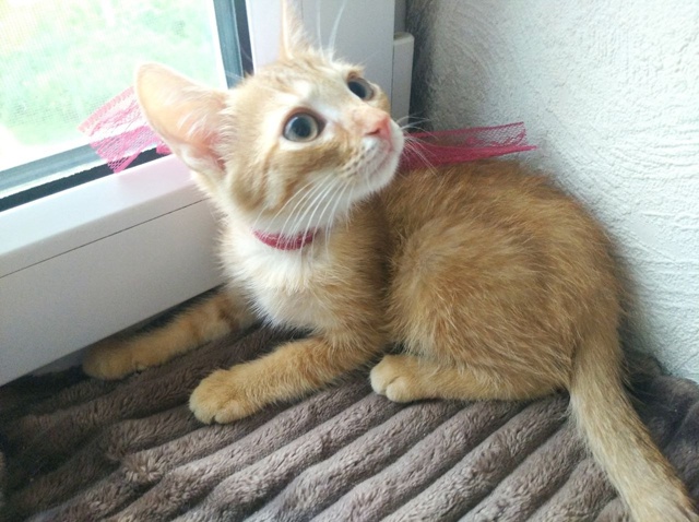 🍑 Котёнок Персик ищет любящих хозяев!
Персику сейча?...