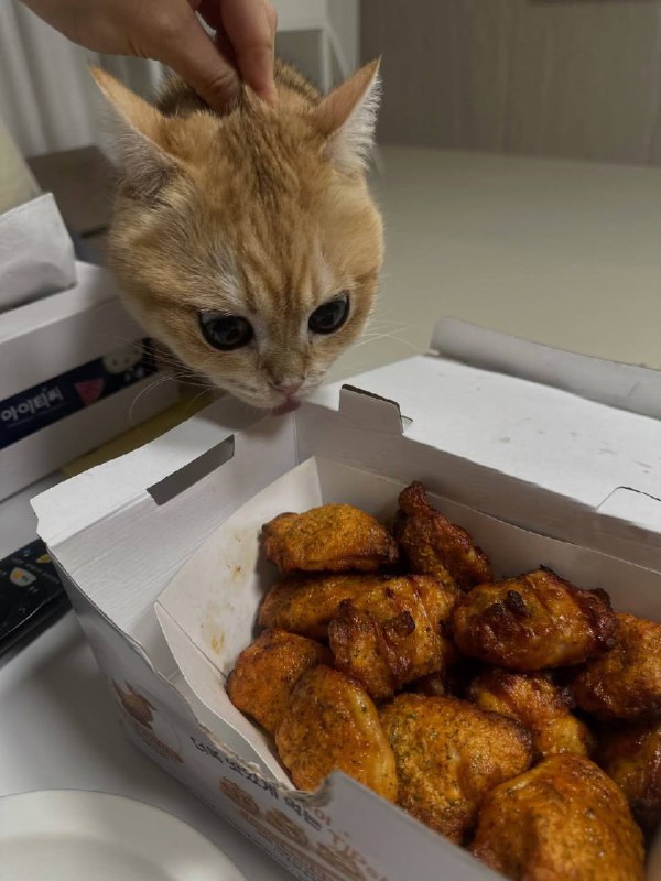 Ну вот ты и попавась, курочька!!!!!