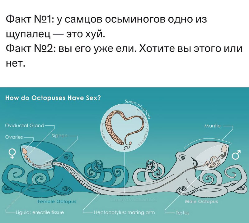 Будете ли вы хуй?
Один из щупальцев самца — его пенис (гектокотиль), с помощью которого он передаёт
