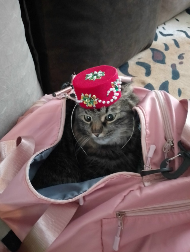 Абдулка любит пакеты, сумки,шкафы,коробки и легко в них...