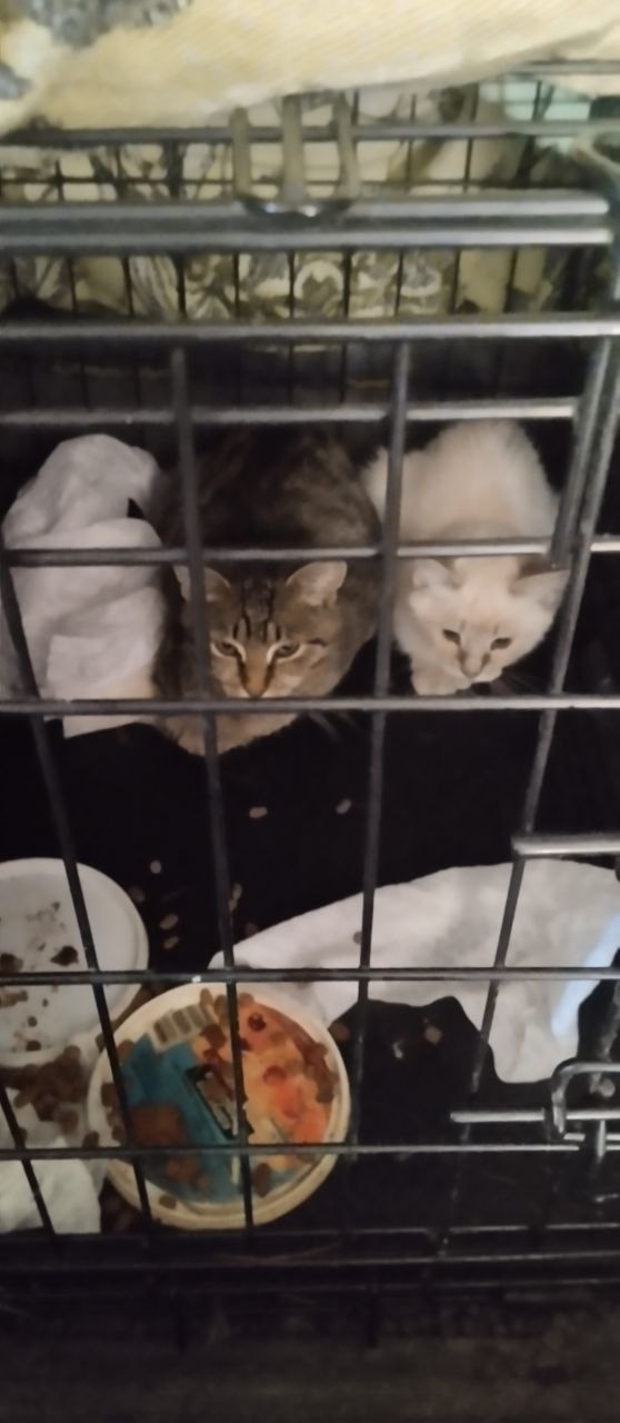 Кошка в СНТ родила котят. Котятам по 3,5-4 мес, один серый ...