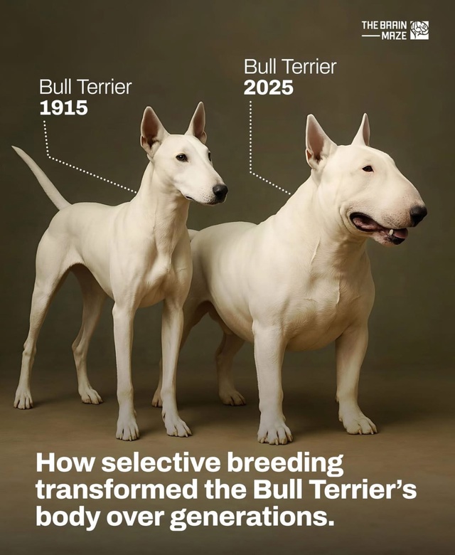 А ведь была раньше красивая собака.