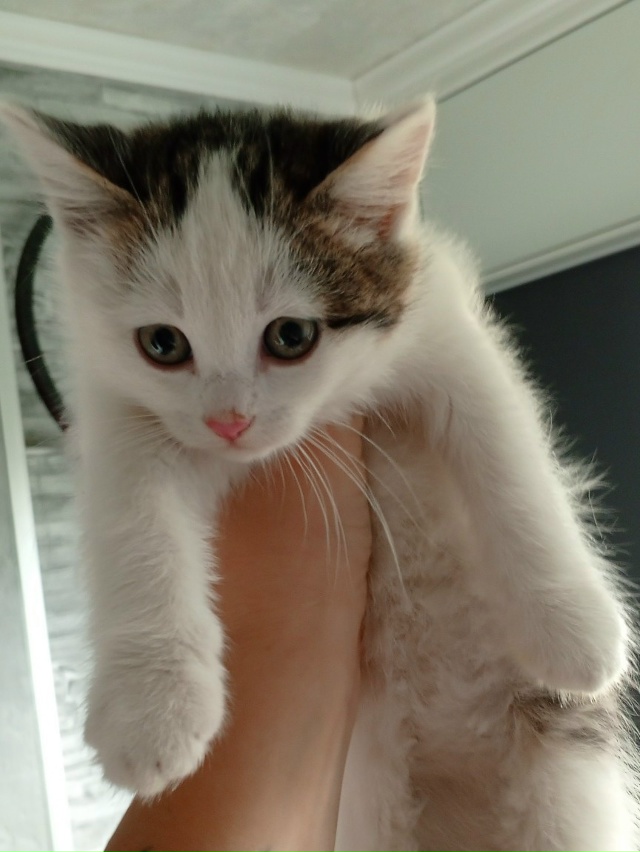 Подбросили во двор котят. Мальчик и девочка. От глистов...