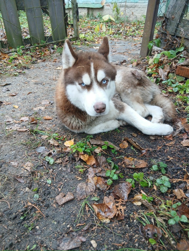 Собака пришла. Не уходит. Чья?