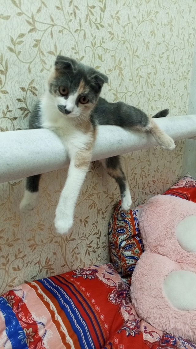 Пропала кошечка Маруся, ребёнок очень тоскует, ул. Гаст...