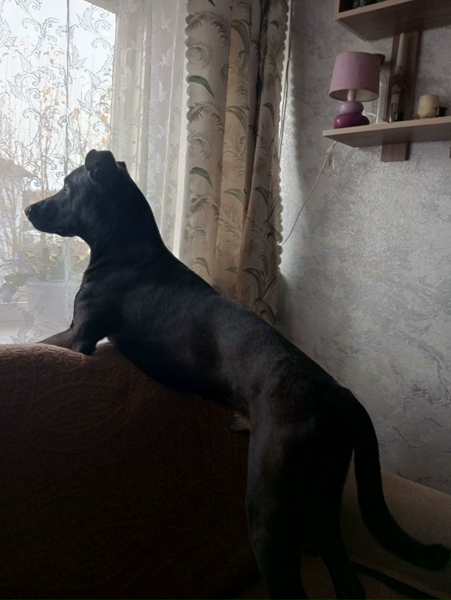 Доброго время суток всем, Помогите пристроить квартир?...