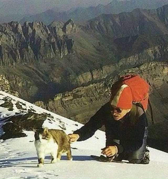 Познакомьтесь с Томбой — знаменитым котом-альпинисто?...