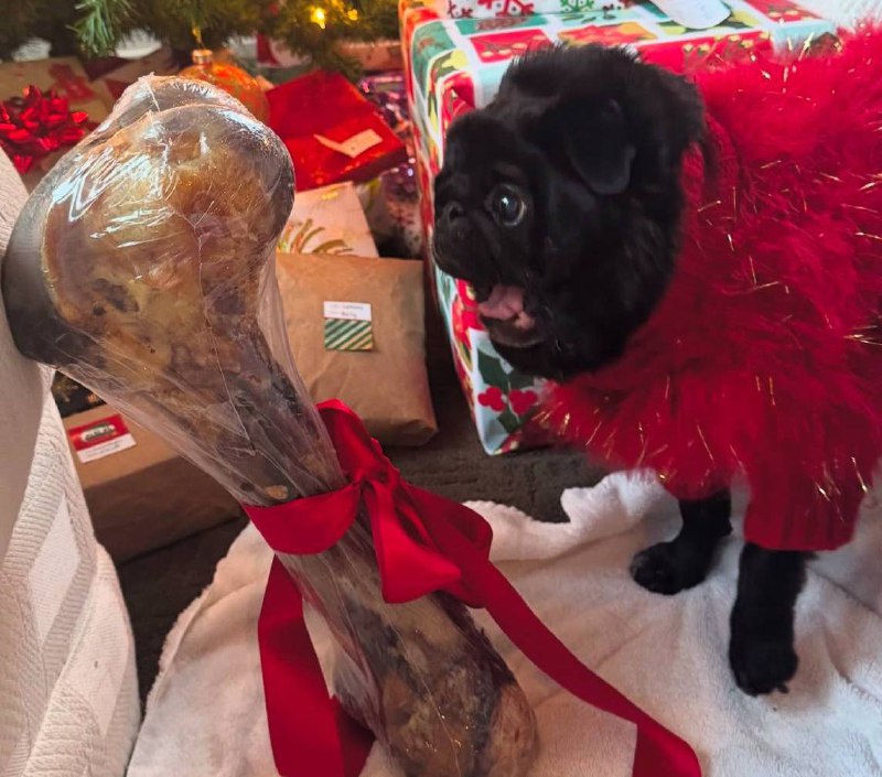 Мопс получил в подарок огромную кость, которая превосходит его по размеру