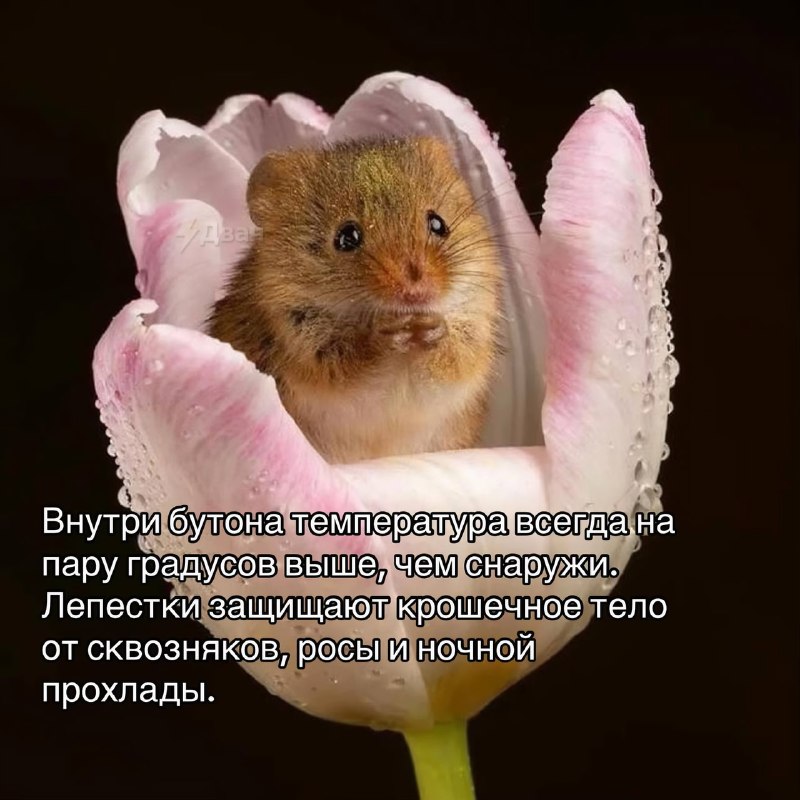 Забудьте на время обо всех плохих новостях — посмотрите интересные факты про жизнь мышки-малютки