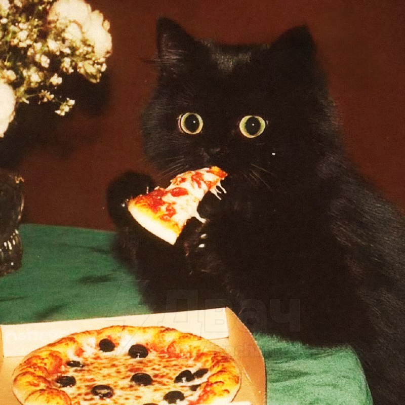 Сегодня отмечается День защиты чёрных котов
Эти котики не приносят несчастья, как многие думают, а