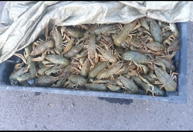 24.10 пятница свежий привоз рака, 🦞🦞🦞 чистый, бодрый, о...