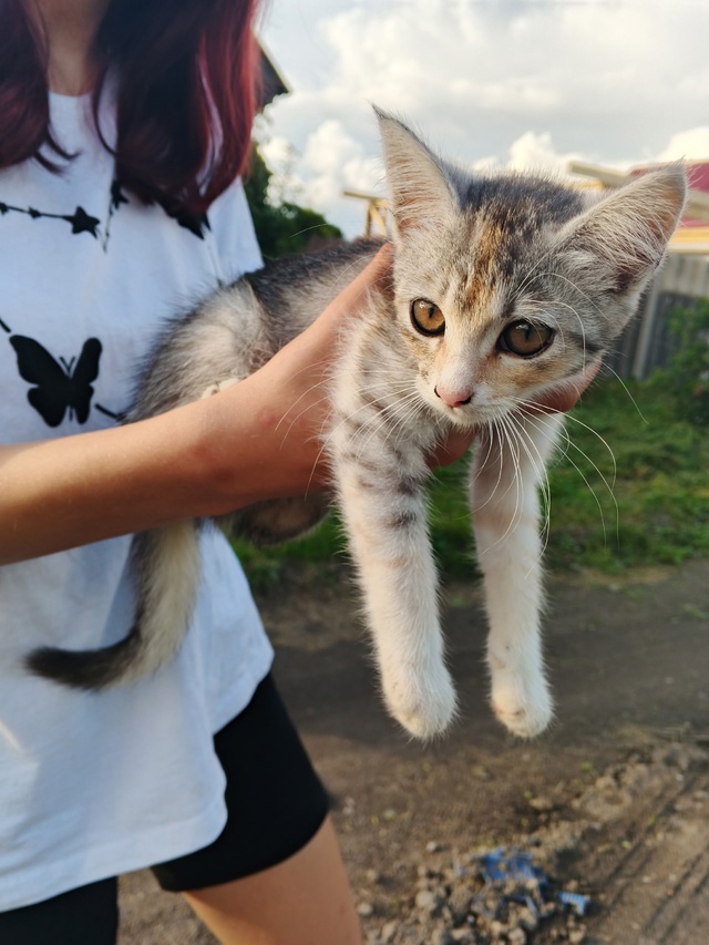 Кому нужен котенок, девочка, ласковая и послушная , нах?...