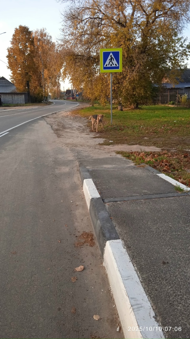 Доброе утро. Чья собака? Уже третье утро выбегает в рай?...