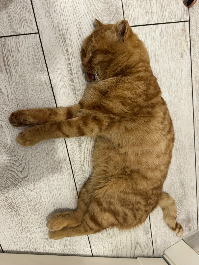 Кто помнит недавнее объявление про этого котика.
Всем...