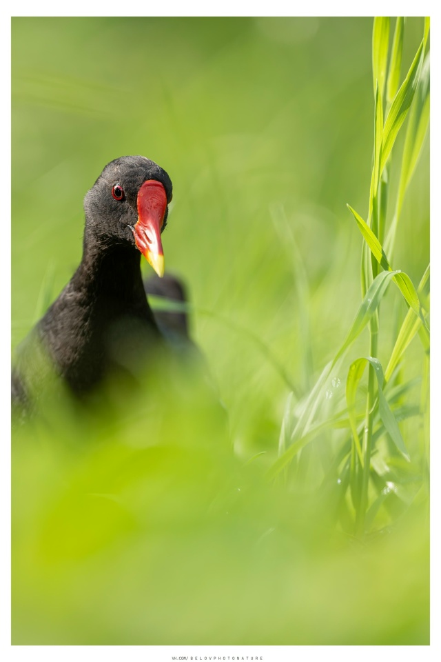 Камышница (болотная курочка) кормилась в травяном поле...