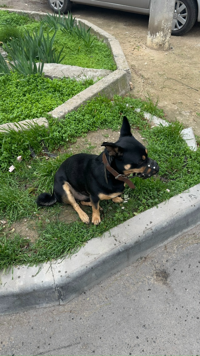 Чей потеряшка? Бегает на пр. Победы , 38