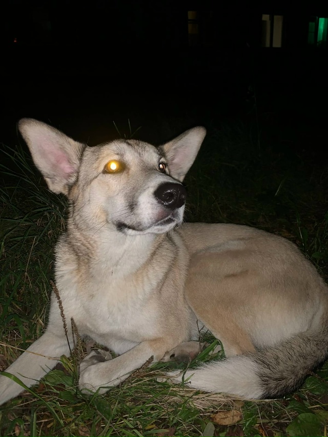 Несколько дней в Апатитах гуляет пес, в первые дни был ?...