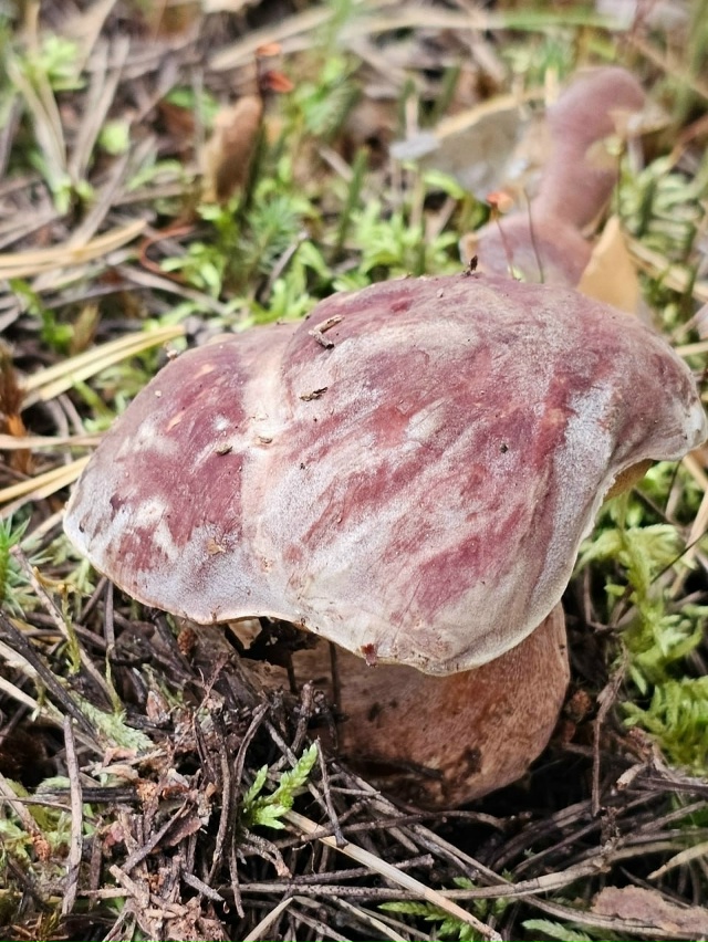 🍄 Грибники Псковской области закрывают сезон тихой о?...