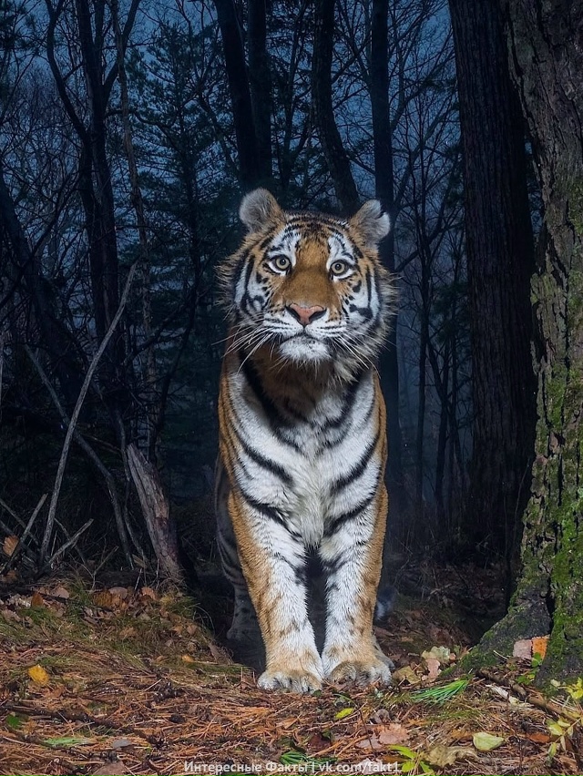 Aмypcкиe тигpы пoпaли в фoтoлoвyшкy