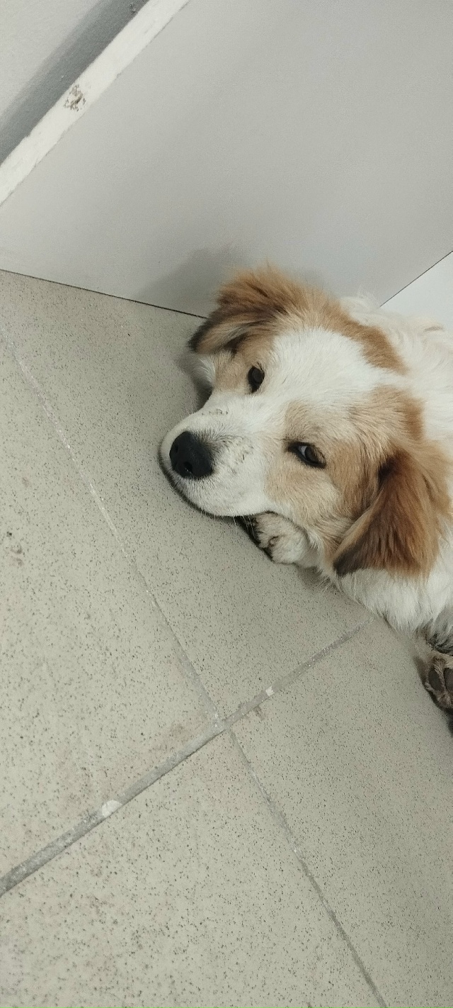 Собачка прибежала прям к ногам и не уходит. Если есть х?...