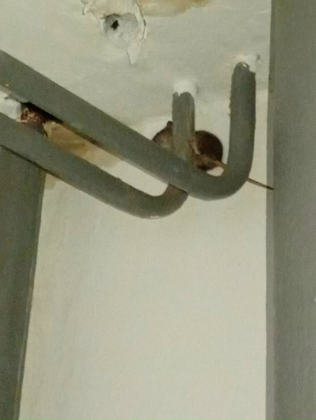 Волховский пр 55 6 подьезд опять нашествие рататуев . уж...