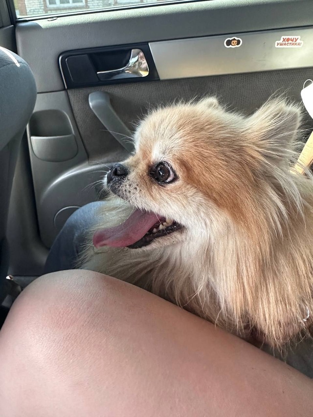 Найдена собачка (девочка)
Бежала по дороге от белого б?...