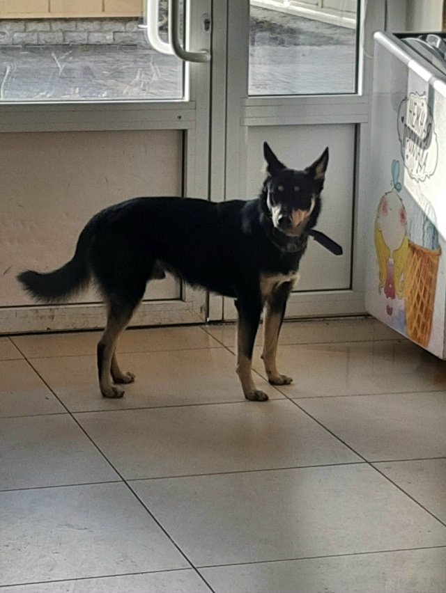 Ищет хозяина...