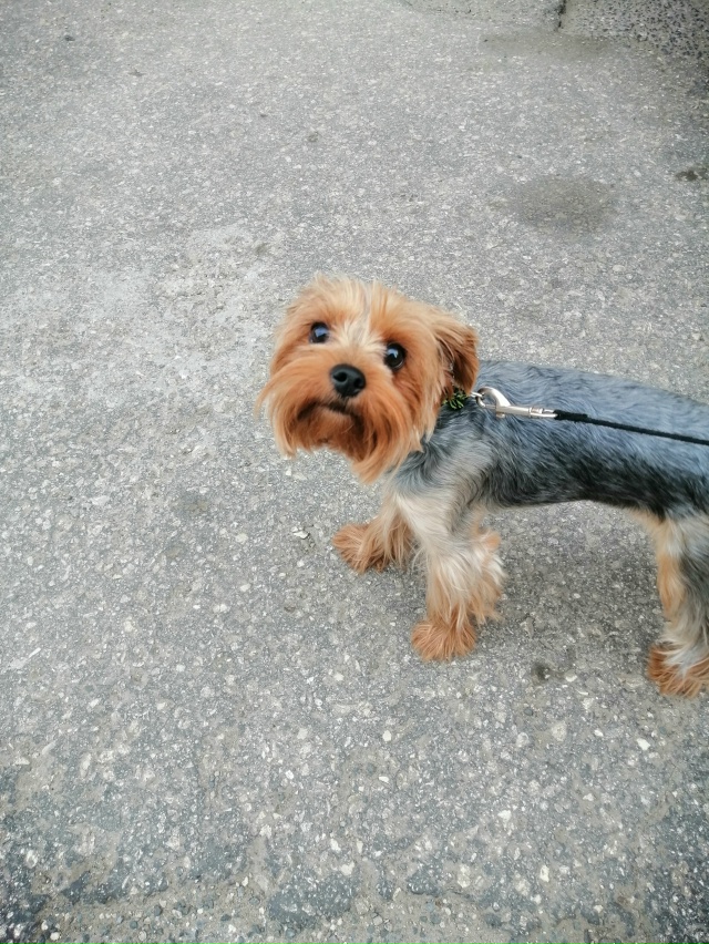 Помогите найти друга ??? Потерялся йокширский терь...