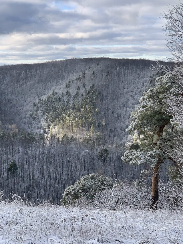 В Жигулевском заповеднике впервые в этом году выпал сн...