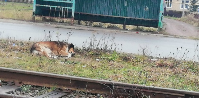 Помогите мне пожалуйста забирите эту собаку ,его збила...