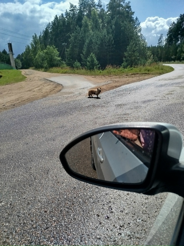 Друзья, помогите найти пёсика! Нашёлся хозяин,но не мог...