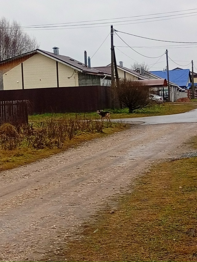 Вчера вечером,собака набросилась на меня, хорошо хоть ...
