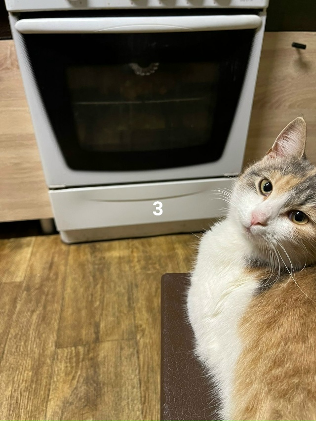 #ПотерялиНашлиПомогите
1 Ищем старых или новых хозяев...