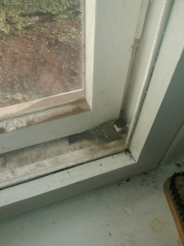 Как он туда залез