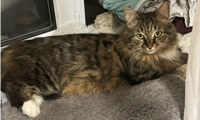 Здравствуйте,вчера в приблизительно в 7 утра на улице к...