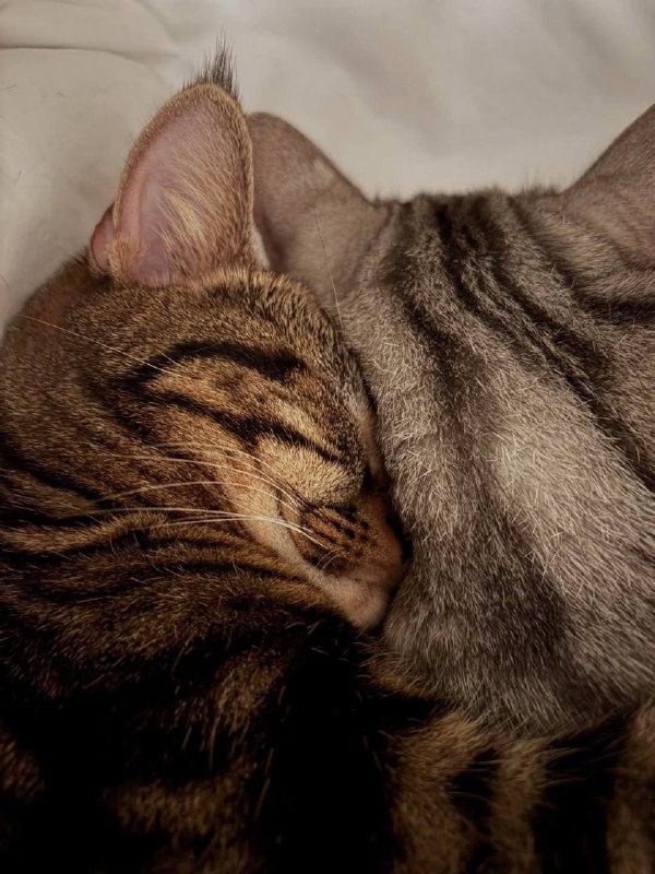 Слатких снов :3