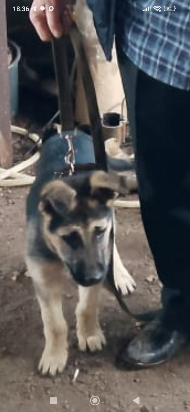 Потерялся щенок в районе площади Терешковой(Завьялово...