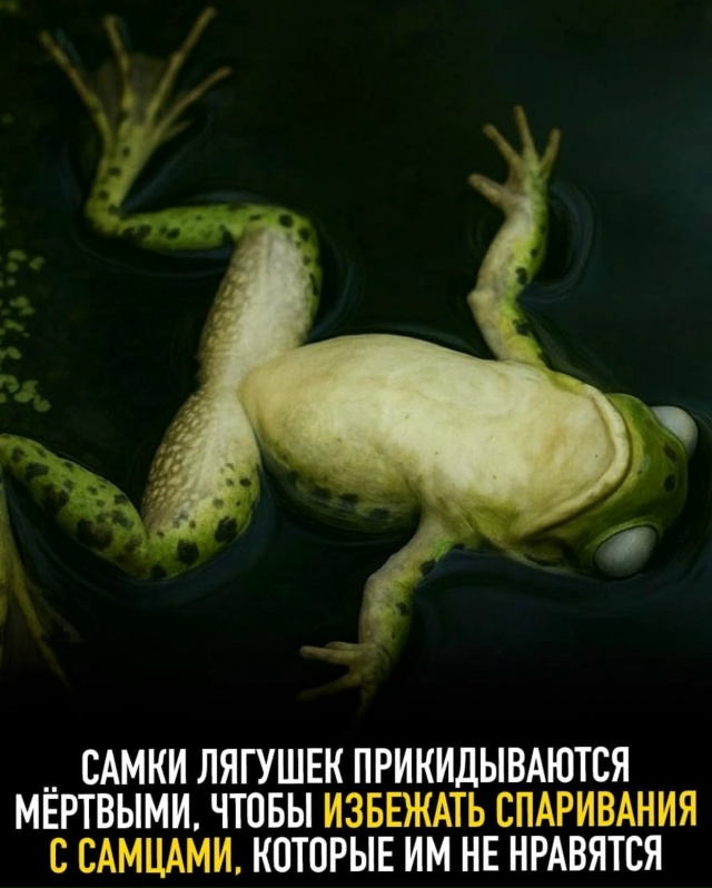 Подборка интересных фактов.