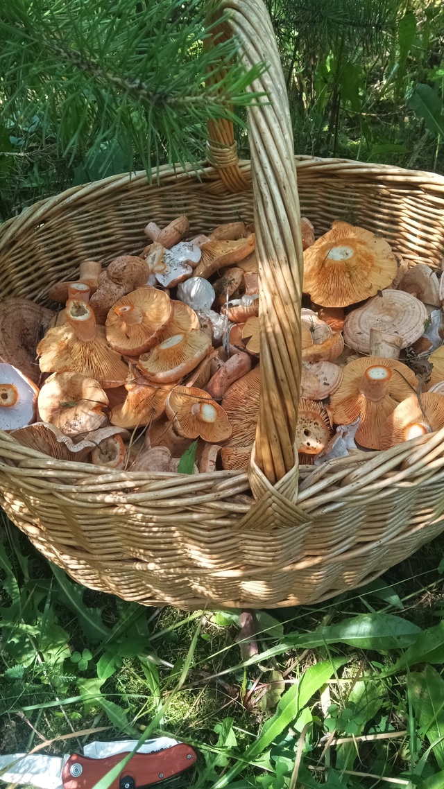 Пошли родимые. На все про все ушло 1,5 часа. В сторону Тюм...