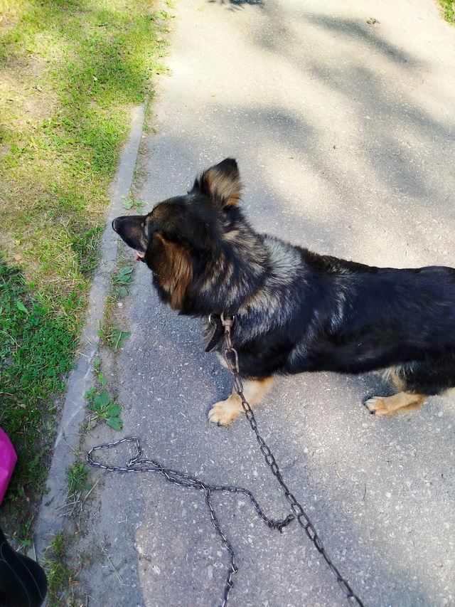 Чья потеряшка? Около 5 школы гуляет