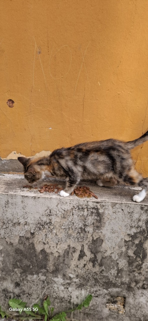 #котоохота
*покормлено